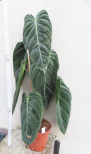 Philodendron melanochrysum Nr