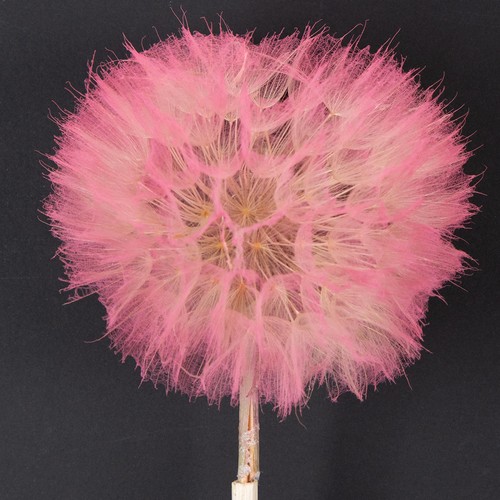 Filigrane trockenblumen - filigrane,