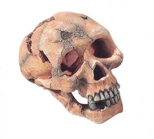 Skull totenkopf schädel - cm,
