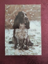 Alte Hundepostkarte DDR ? COCKER SPANIEL ? AK HUND 