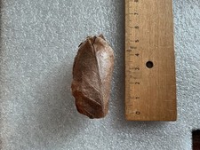 2x Echter Schmetterlingskokon