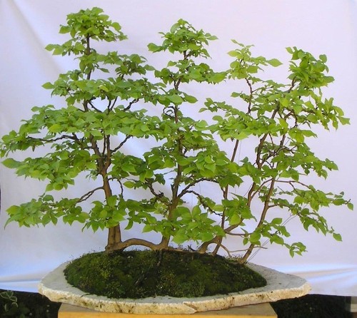 Hainbuche carpinus betulus - x,