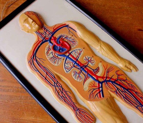 Vintage gips anatomische - vintage,