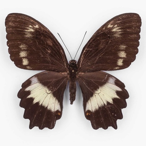 Papilio woodfordi - papilio, w.