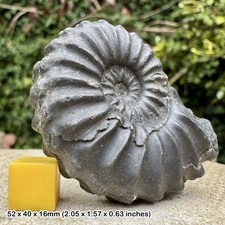 Seltener Prolyelliceras