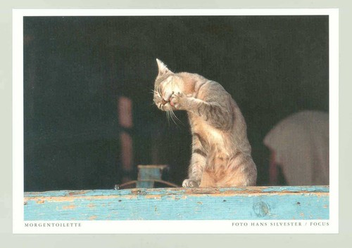 Postkarte katze - 1,