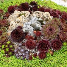 2 Töpfe Dachwurz Steinrosen Sempervivum die immer lebende Sukkulente frosthart.