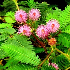 Mimose Mimosa pudica Blumen
