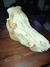 Warzenschwein Schädel Schweine Schädel