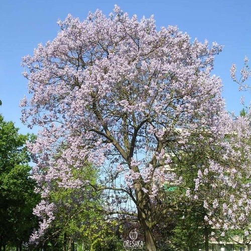 Paulownia elongata 200 - +, stück