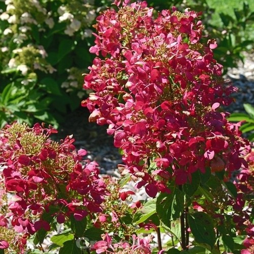 Rispenhortensie magical - rispenhortensie,