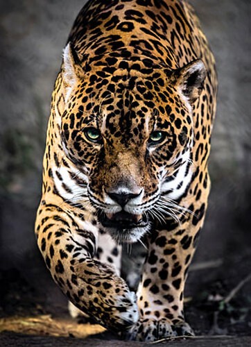 Puzzle - , (1000
