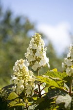 Hydrangea quercifolia 'Munchkin', Eichenblatthortensie, weiß, 40–60 cm