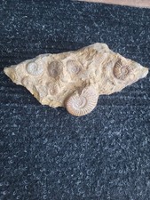 Versteinerter ammonitenblock - versteinerter,
