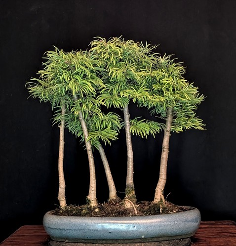 Bonsai goldlärche pseudolarix - goldlÄrche,