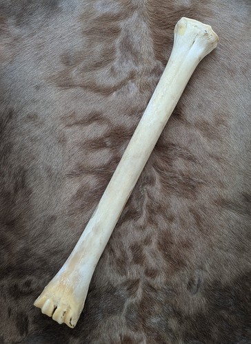 Giraffenknochen giraffe bone