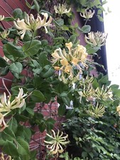 Deutsches Geißblatt