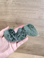 Scindapsus pictus silvery ann - scindapsus,