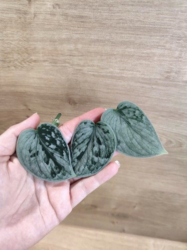 Scindapsus pictus silvery ann - scindapsus,