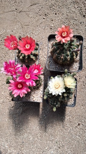 Kakteen kaktus gymnocalycium - kaktus,,