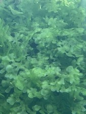 Süßwassertang für Aquarium