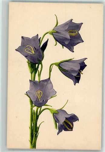 38075563 glockenblumen - 38075563,