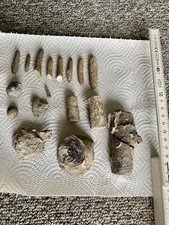 Schweizer ??Fossilien-Konvolut (Seelilie, Seeigelstachel, Muscheln, Schwamm)