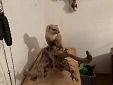 Großer Weißer Marder