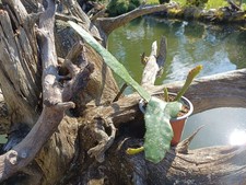 Epiphyllum Epicactus