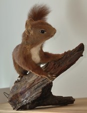 AUSGESTOPFTER NAGER -