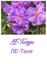 African Violet LE Tanya 1 Blatt Saintpaulia Usambaraveilchen Zimmerpflanze
