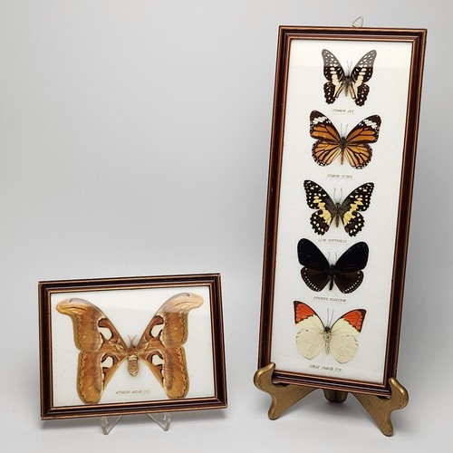 Attacus atlas schmetterlinge - attacus,