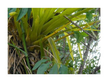 10x Guzmania nicaraguensis