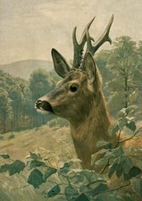 Rehbock I von Carl Zimmermann