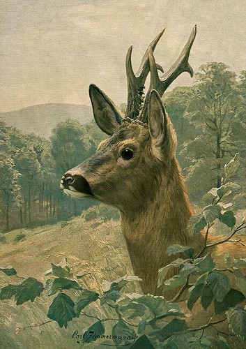 Rehbock von carl zimmermann - i,