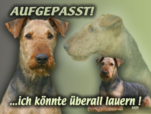 Airedale terrier - airedale,
