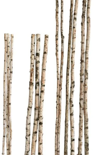 Birkenstamm ø 2 4 - cm,