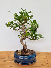 Zimmerbonsai Ficus retusa