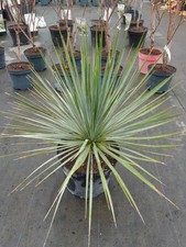 Yucca rostrata 50-60cm