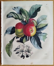 Mispel - Buch der Welt