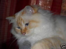 10 Katzenkarten zum Preis von fünf Karten, Heilige Birma