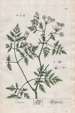 Cicuta cowbane Schierling botany Botanik Blackwell Kräuterbuch engraving