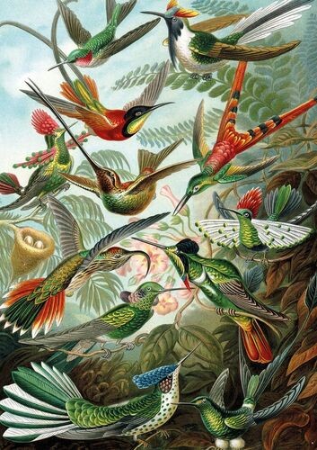 Puzzle kolibris - puzzle, (1000