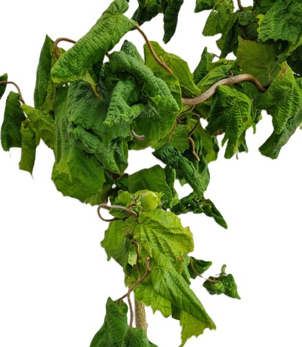 Korkenzieherhaselnuß corylus - korkenzieherhaselnuß, 'corylus