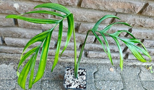 Große monstera croatii - monstera,