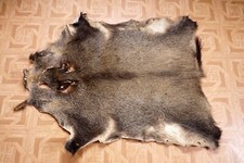 Schönes Wildschweinfell Wild