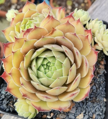 Sempervivum korspelse - sempervivum, "korspelse