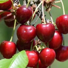 Victoria selbstfruchtbare Säulenkirsche Süßkirsche Balkonobst 110-140 cm
