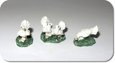 Miniatur Taube, weiße Tauben