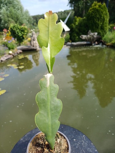 Epiphyllum oxypetalum - epiphyllum,